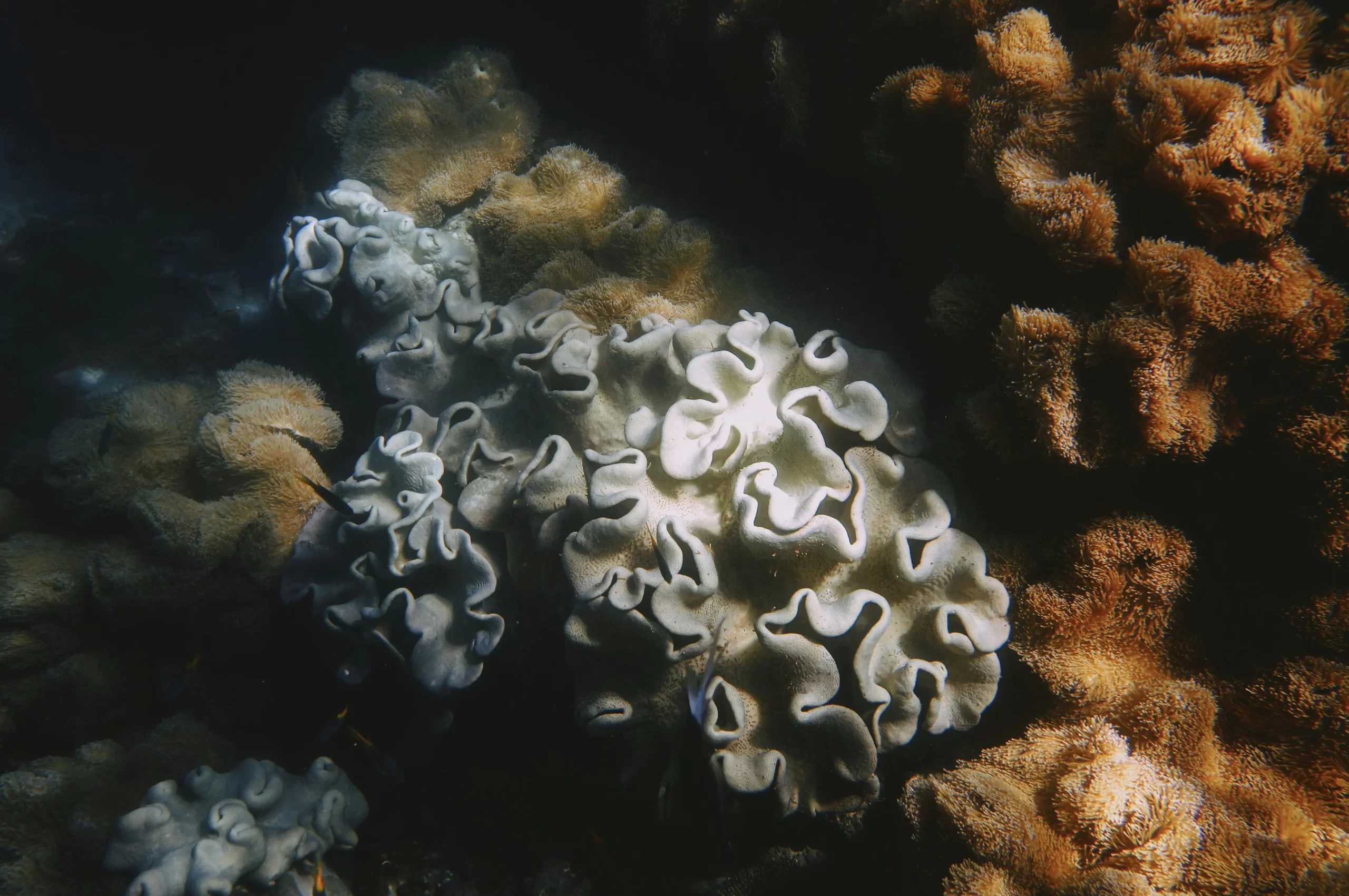 great-barrier-reef-pexels-golimpio-7865056